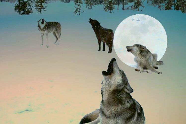CELEBRATING THE WOLF MOON